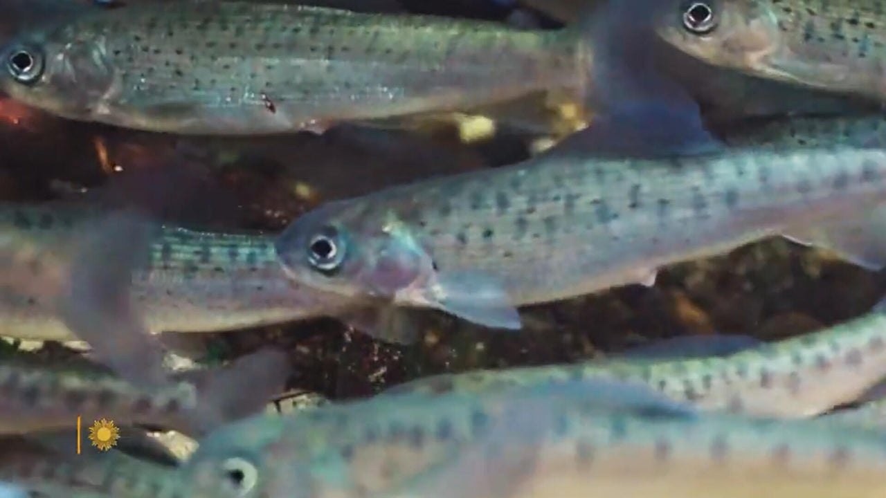 Nature: Arctic grayling in Michigan
