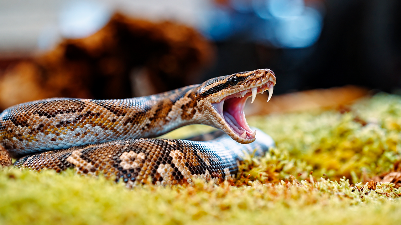 Watch this snake getting ready to attack