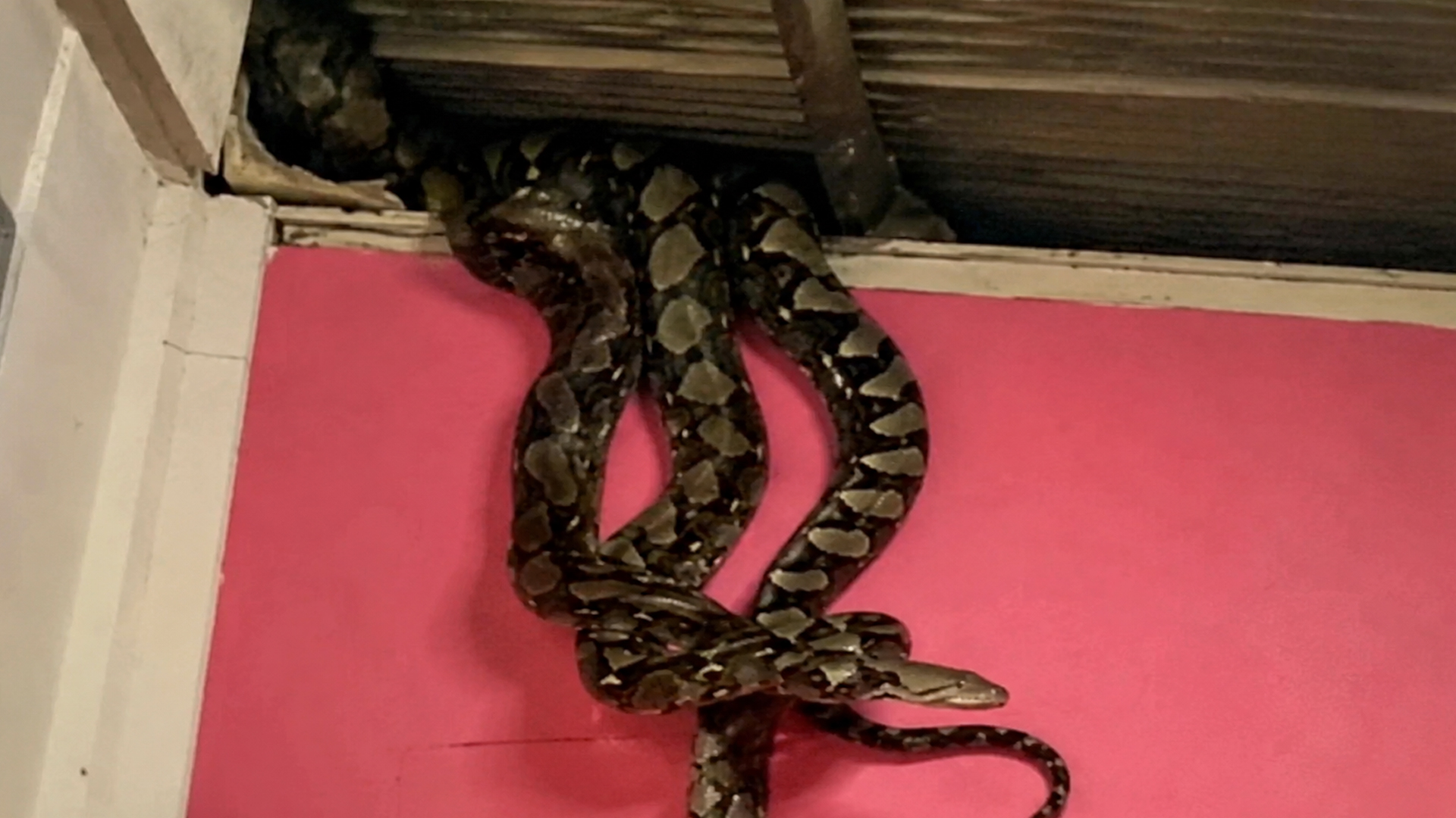 These snakes showed up without an invitation