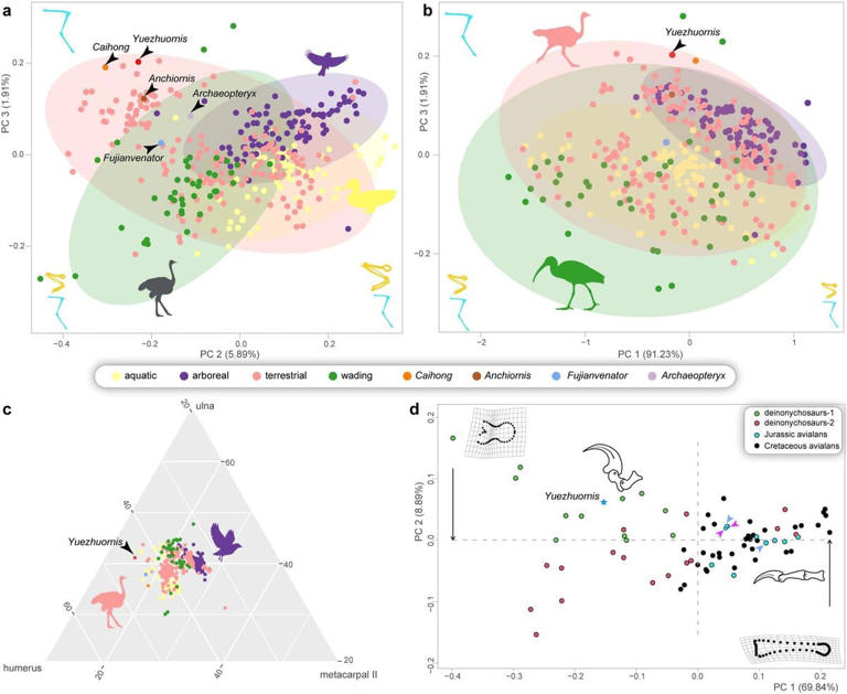 Neither bird nor dinosaur, the 0.8-kilogram Jurassic predator ...