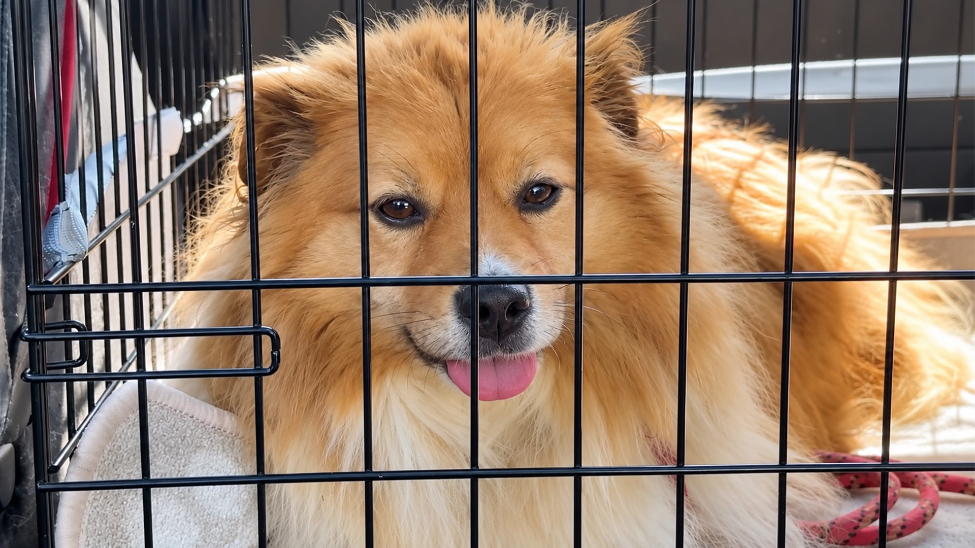 This rescue dog found friendship in an unexpected place