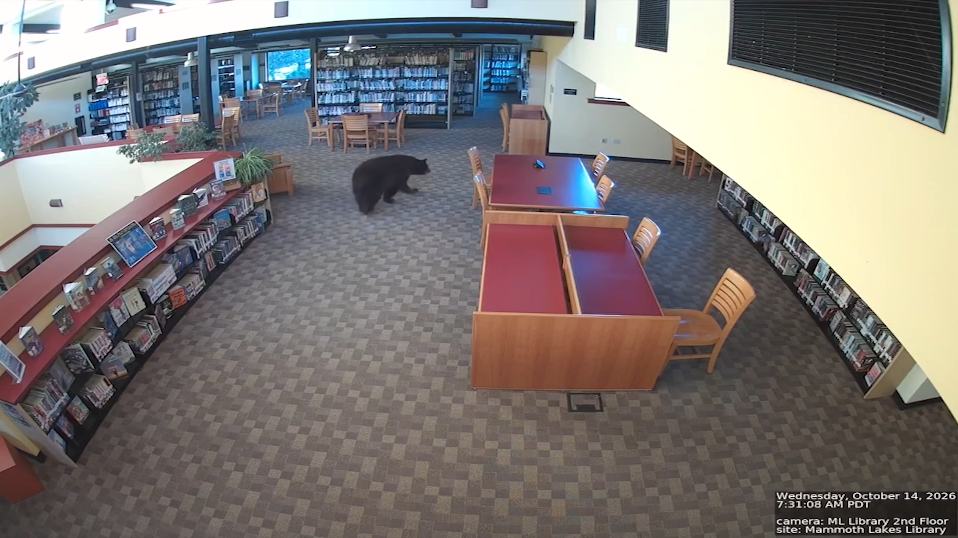 Bear wanders through California library before opening time