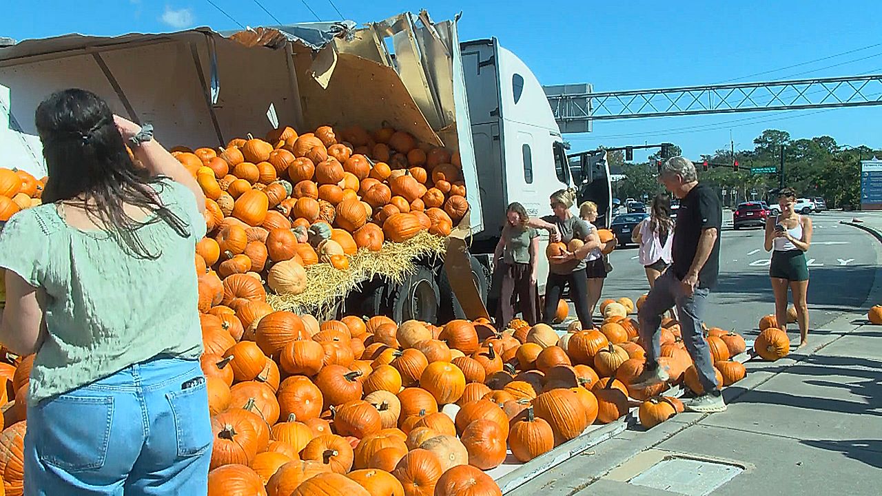 18-wheeler's trailer split open by tree limb, spills pumpkins all over ...