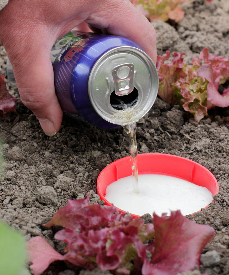 My 6-ingredient fall soil recipe turns kitchen scraps into garden gold ...