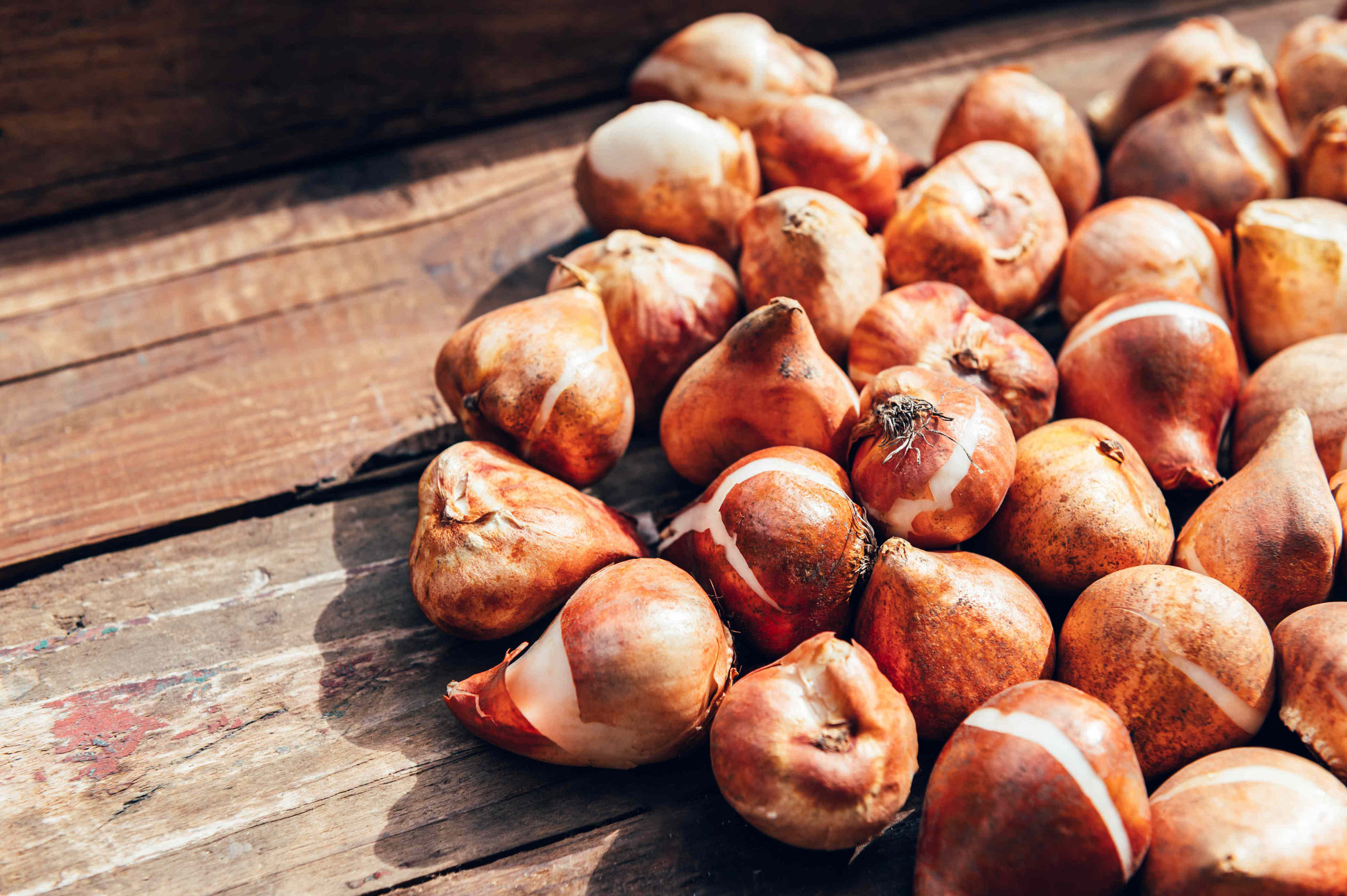 How to plant spring bulbs in clay soil without losing them to winter rot