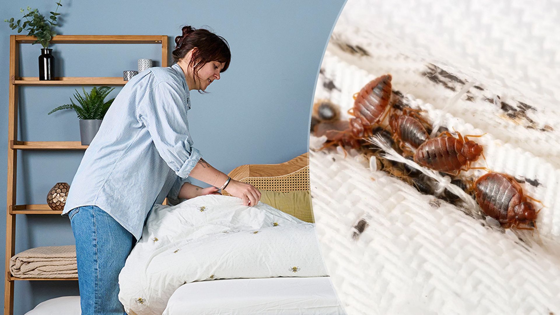 'Peak bed bug': 4 key factors increasing your infestation risk right now