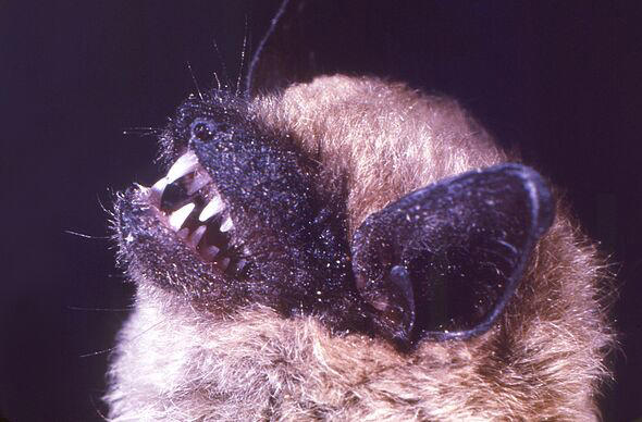 Rabies fears after swarm of infected bats descends on Los Angeles ...