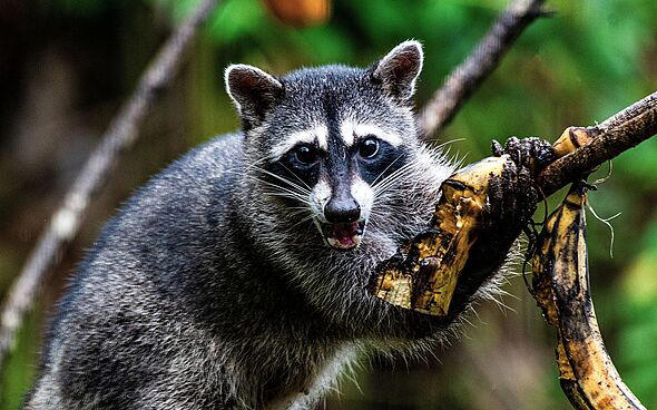 Rabies fears after swarm of infected bats descends on Los Angeles ...