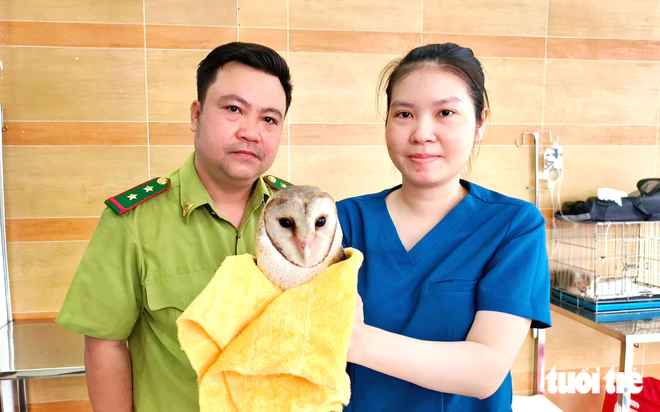 Kiểm lâm TP.HCM đã tiếp nhận con cú lợn bị cắt lông cánh, không thể bay