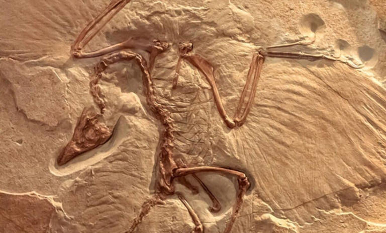 Neither bird nor dinosaur, the 0.8-kilogram Jurassic predator ...