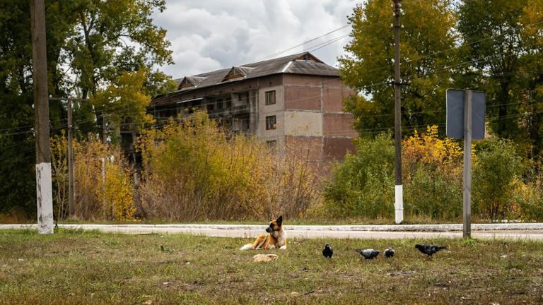 In 1986, Chernobyl’s reactor blast forced residents to leave dogs ...