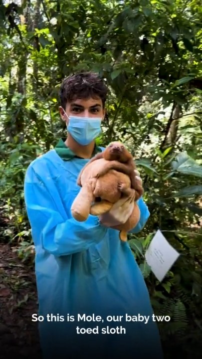 Orphan sloth finds happiness