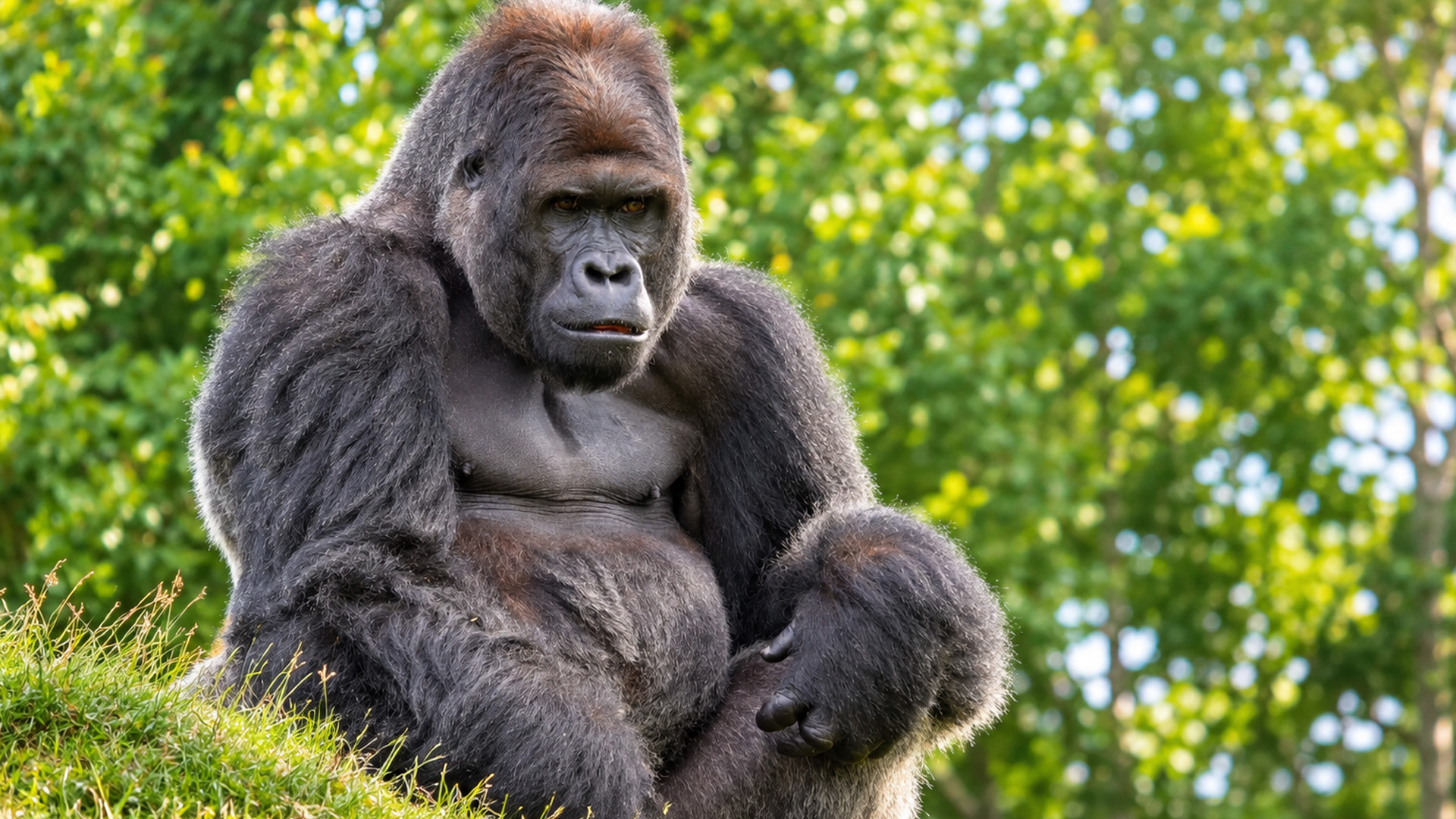 Face-to-face with one of Africa's largest primates