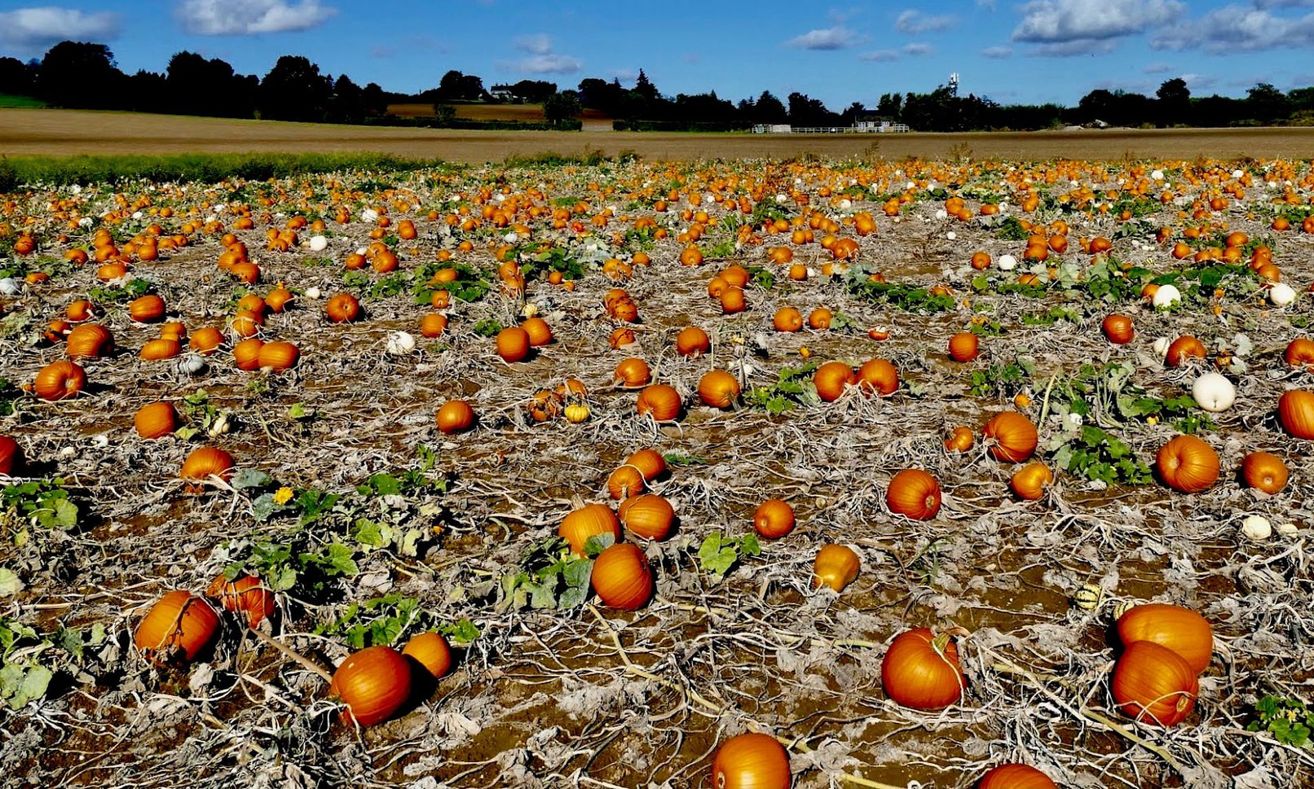 British farmers spooked as summer drought ruins pumpkin crops