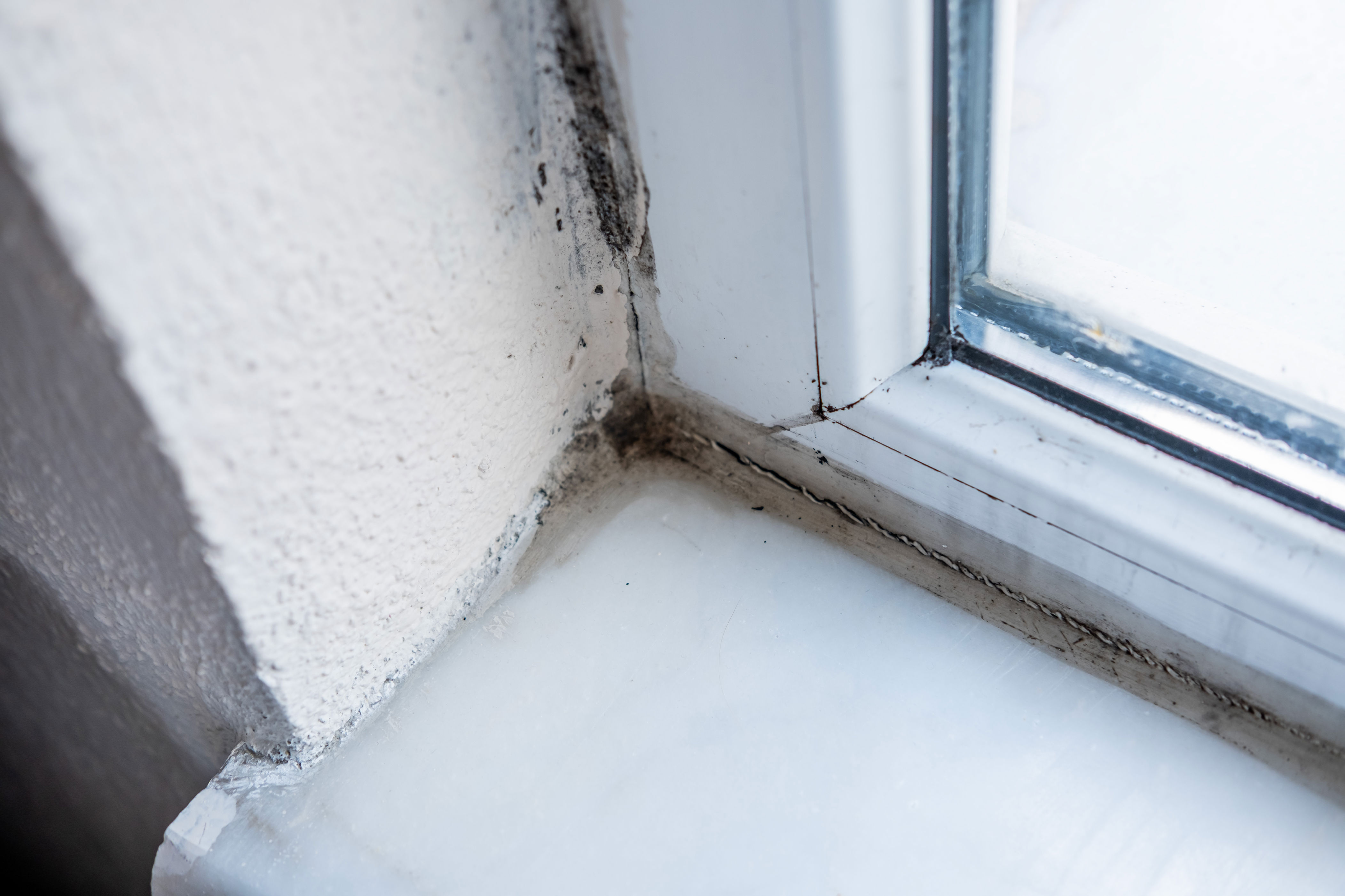 Onzichtbare schimmel in huis? Déze onbewuste gewoontes maken het in de ...