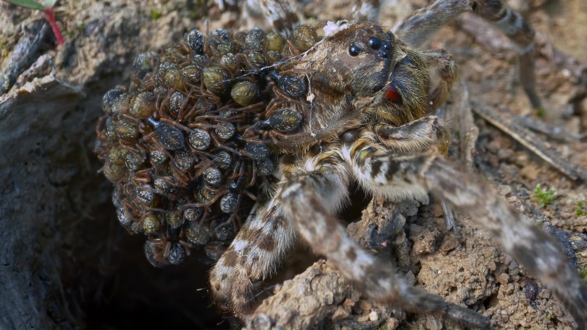 Rare moment a mother wolf spider carries her babies