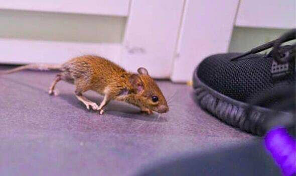Stop mice and rats from entering your home with easy 5-minute tasks