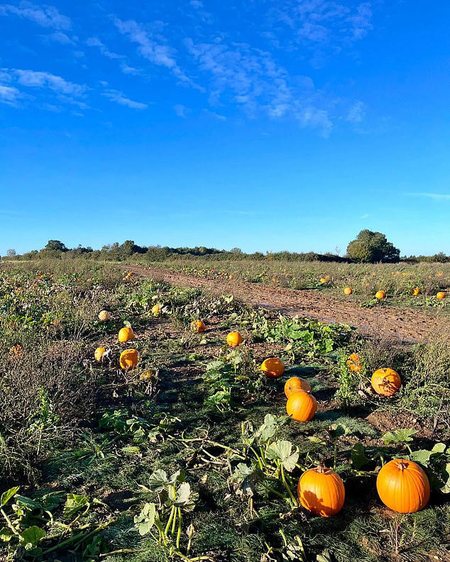 British farmers spooked as summer drought ruins pumpkin crops