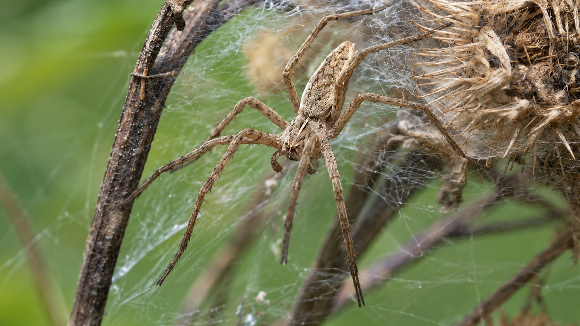 The web looked empty until a large spider came into view