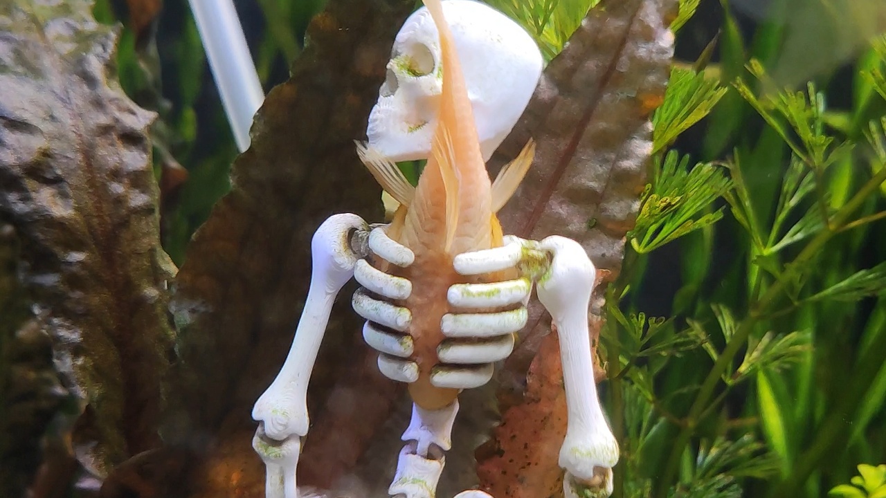 Skeleton dances with fish trapped in its ribs