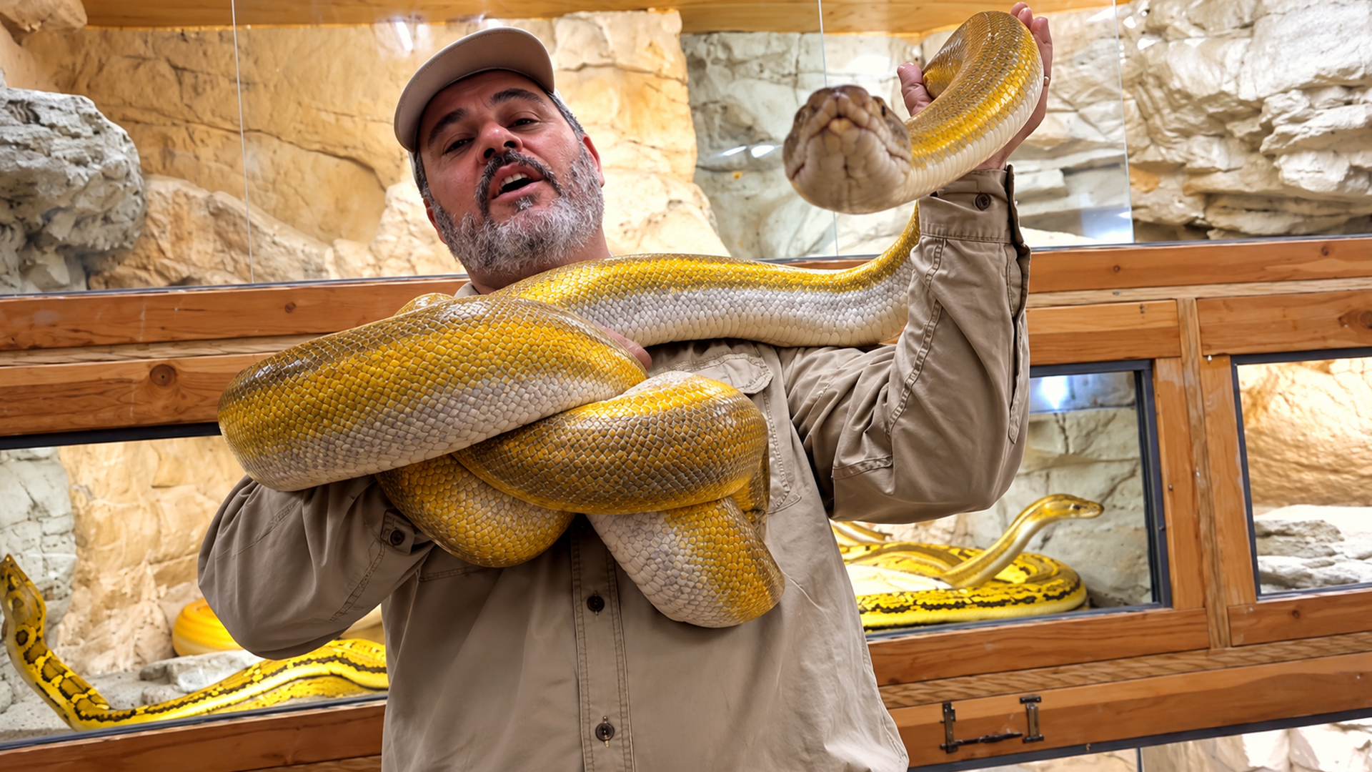 Reticulated pythons show off five extraordinary color morphs