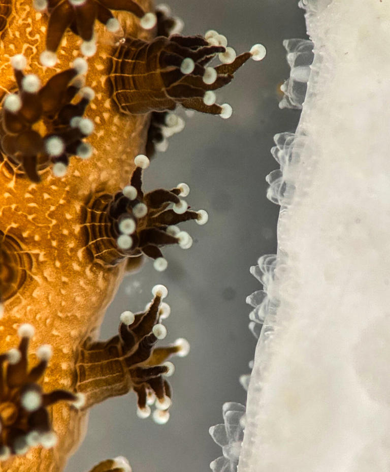Scientists discover a way to reverse coral bleaching at record speed