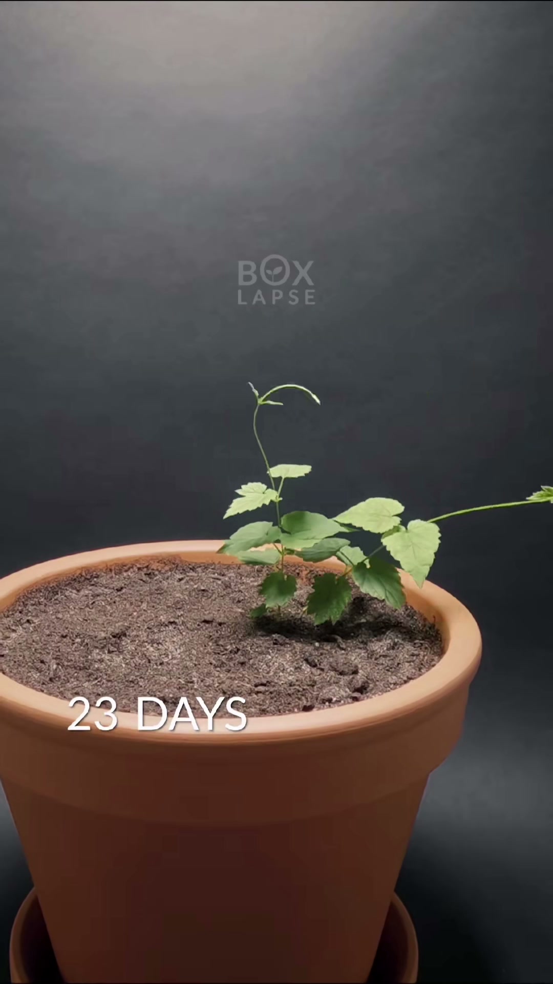 A failed attempt at growing hops