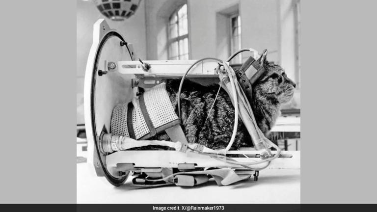 63 years ago, a cat named Felicette became the first feline in space