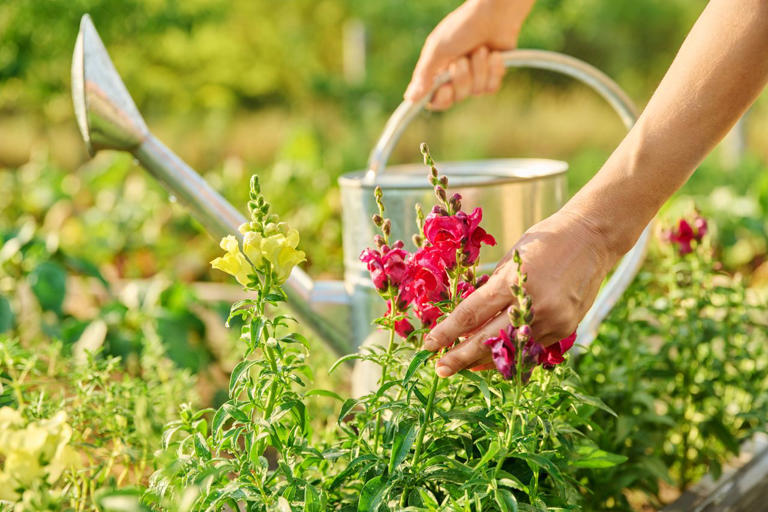 How to keep snapdragons blooming until the first hard freeze