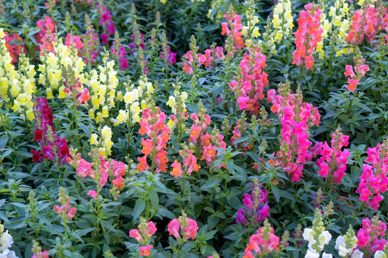 How to keep snapdragons blooming until the first hard freeze