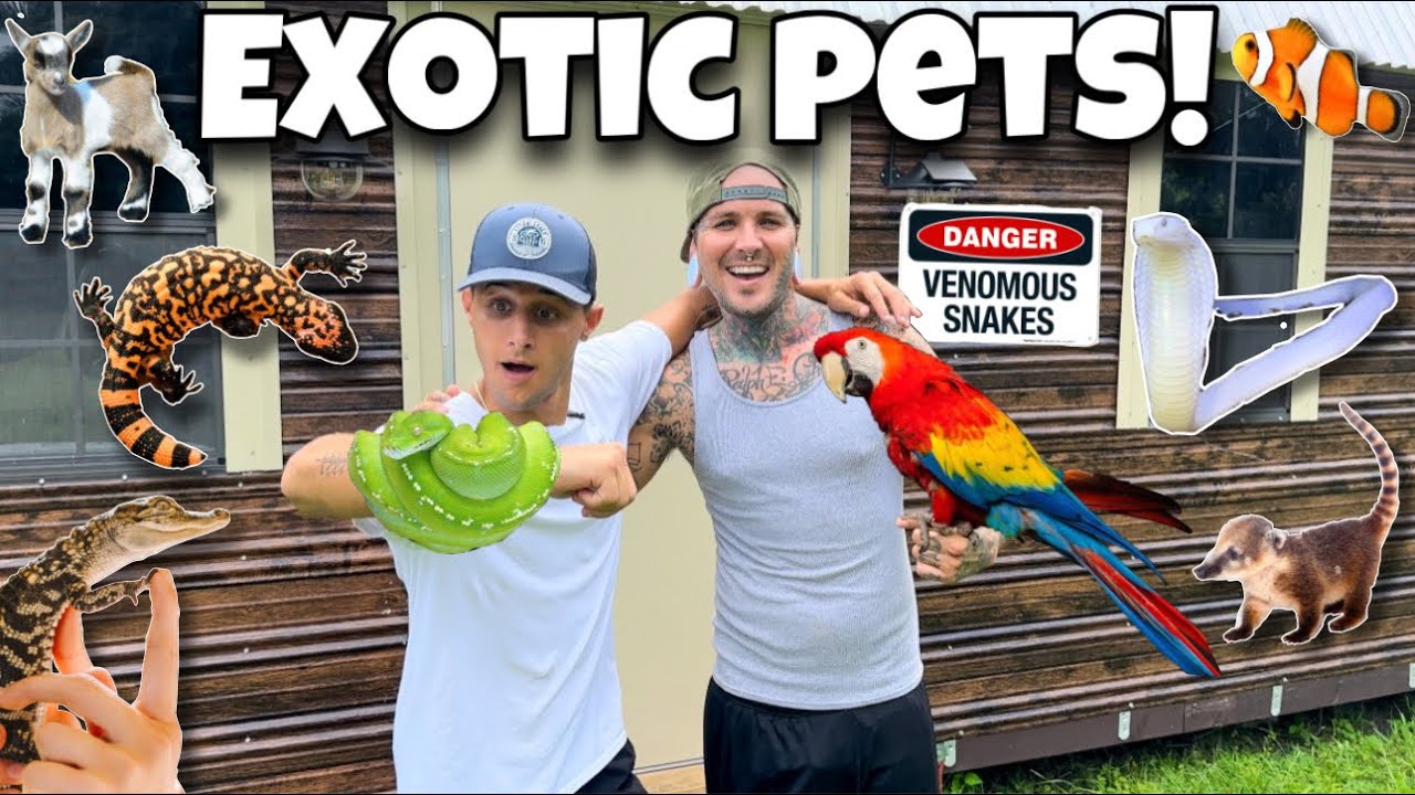 Building the ultimate dream home for my exotic snake!