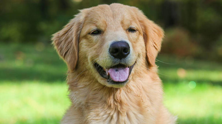 Blind golden retriever gets treated to an ice cream cone, and the joy ...