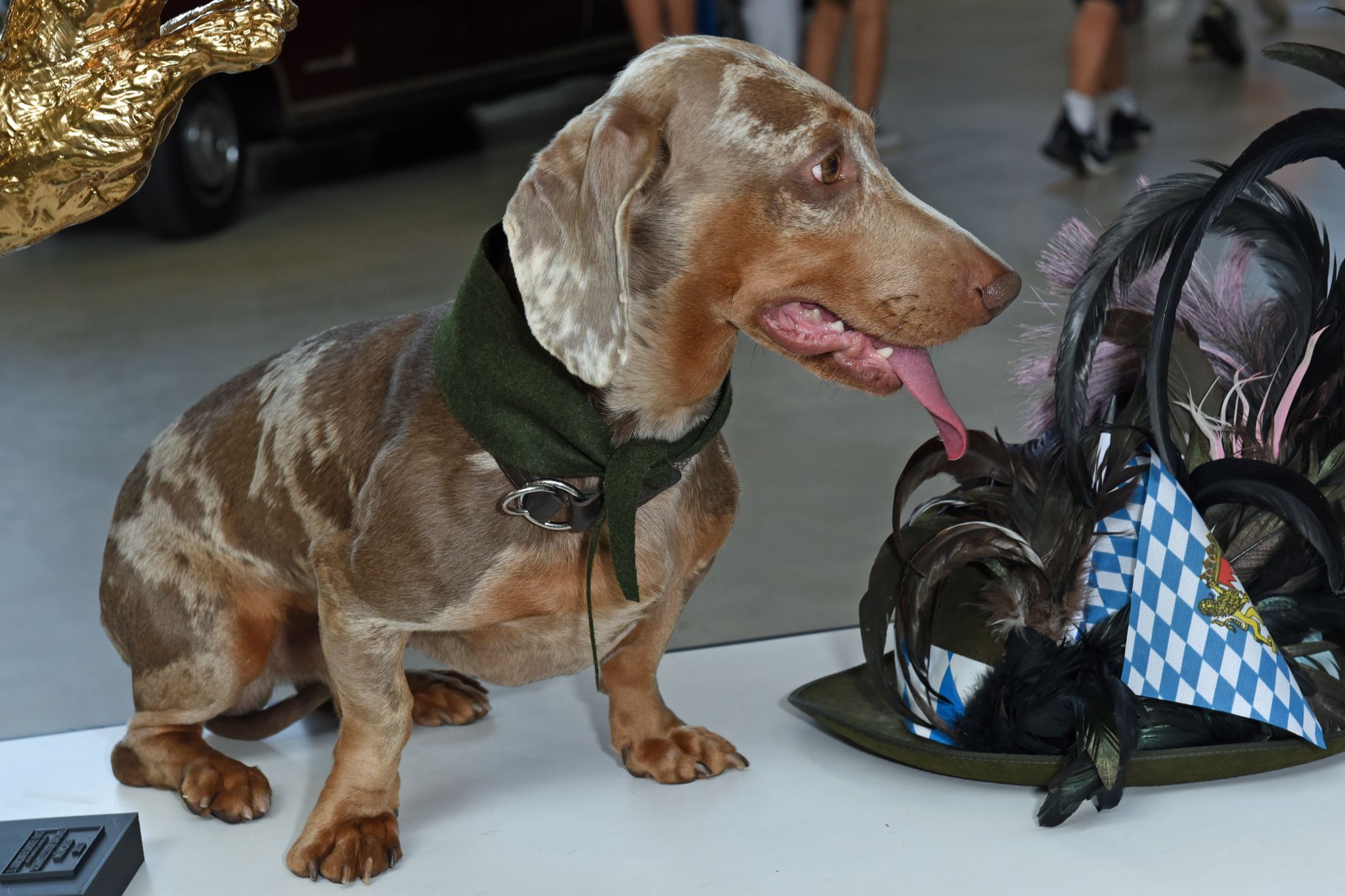 Luitpold wins Dog World contest in Munich for the fourth time