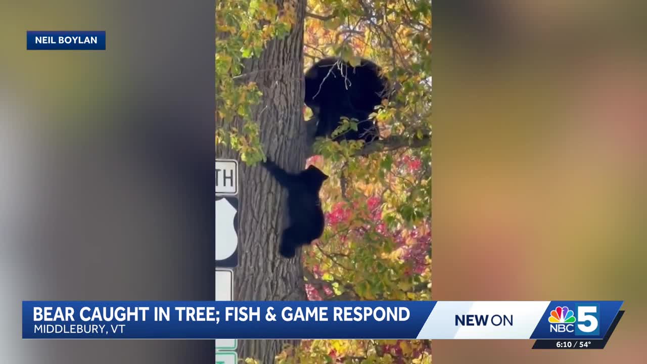 Bear stuck in tree in downtown Middlebury
