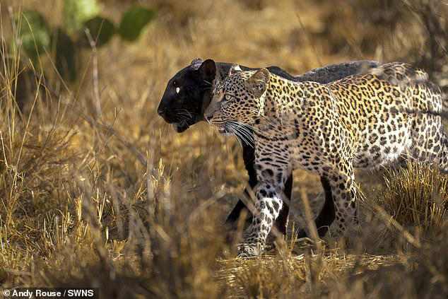 Spot the difference! Rare black leopard plays with two-year-old cub