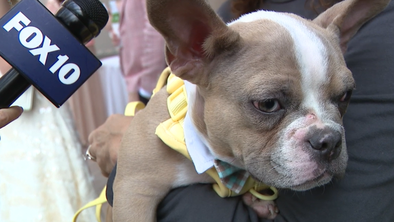 Adoptable dogs walk runway at Arizona Humane Society fashion gala