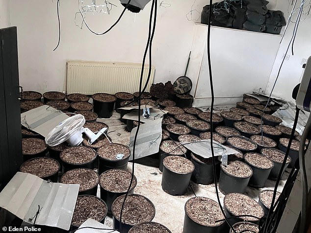 Judge apologies for jailing Albanian cannabis farmer on his 33rd birthday