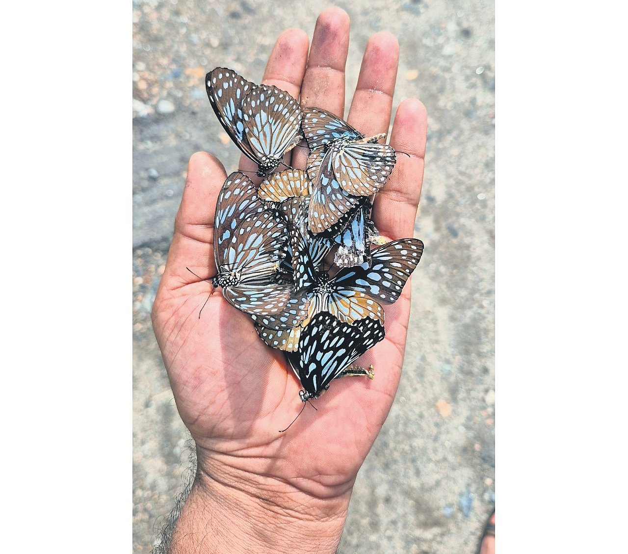 Monsoon rains spark second wave of butterfly migration in western TN