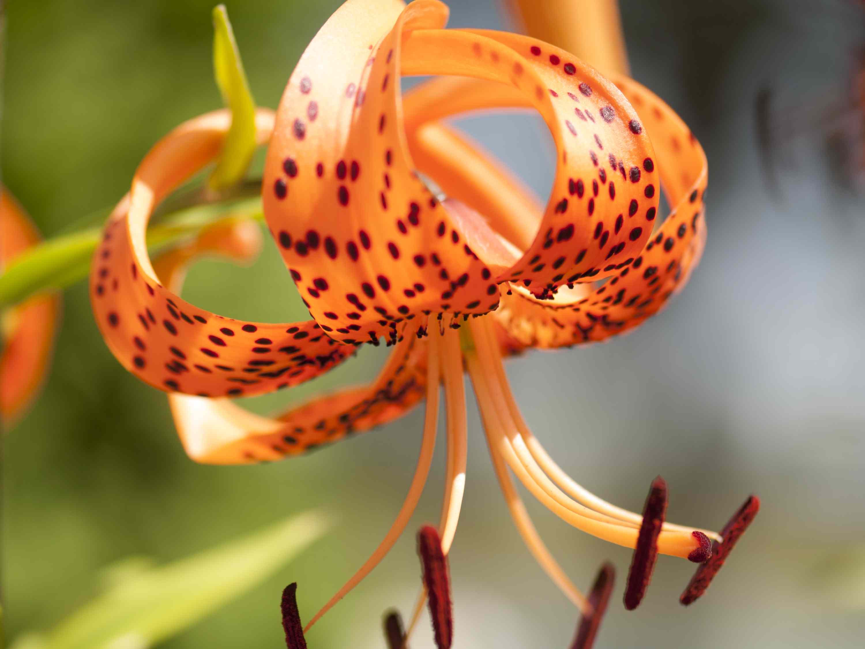 6 native bulbs to plant this fall for gorgeous flowers next year