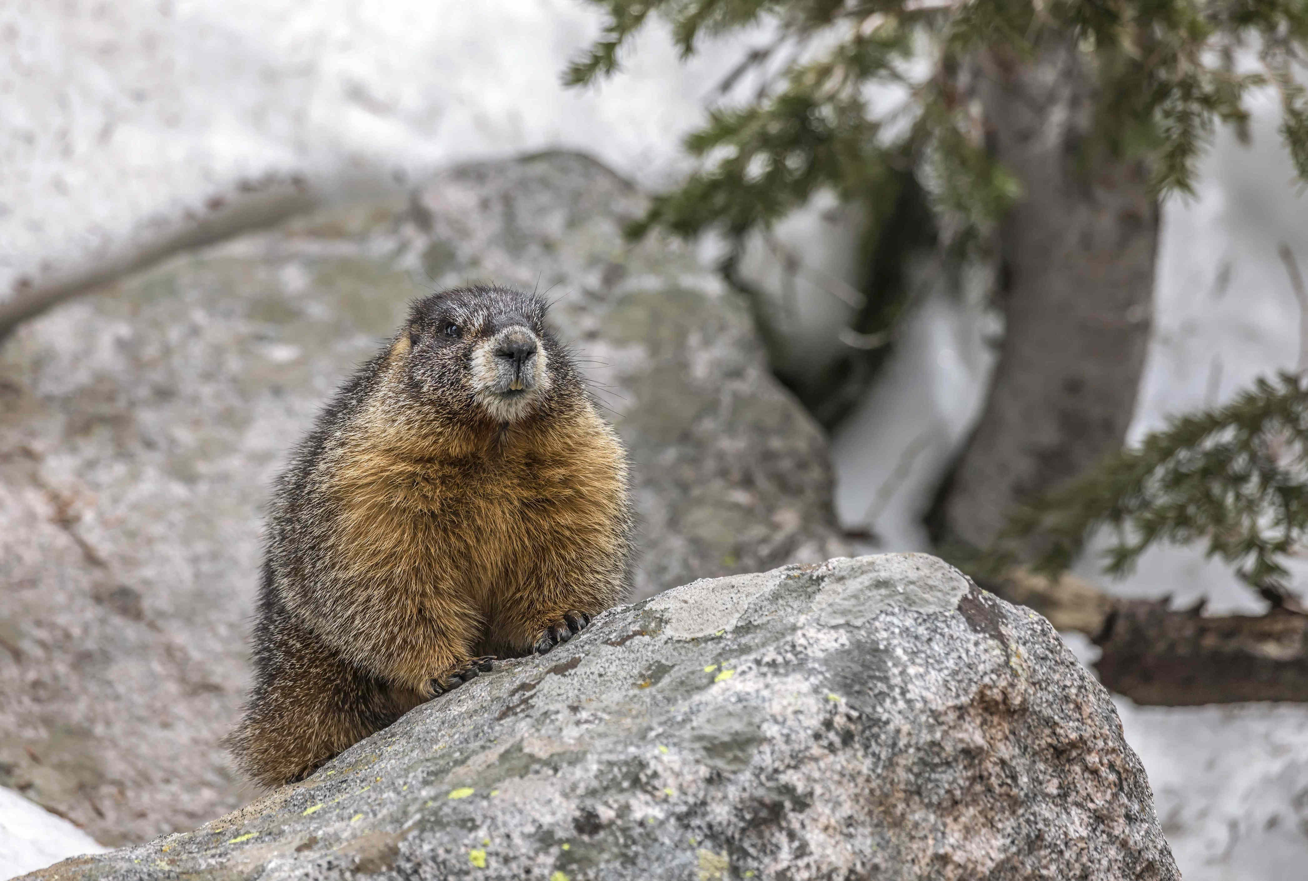 What happens to groundhogs in winter? Wildlife experts explain