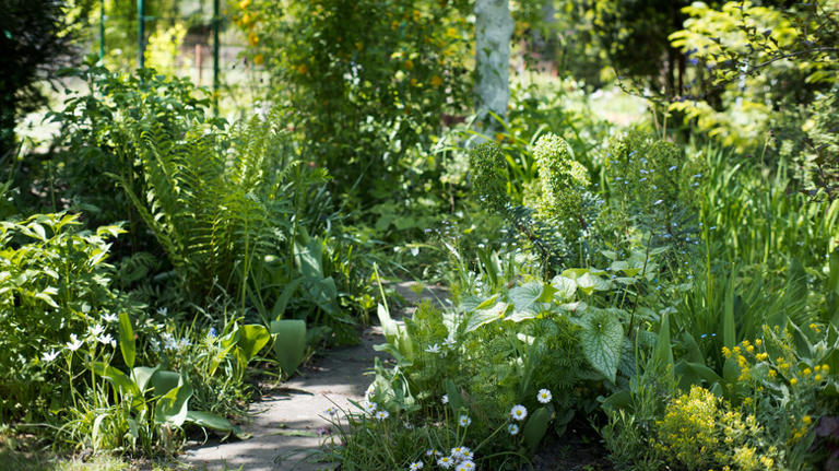 Fill your shady garden with color with a popular easy-to-grow perennial