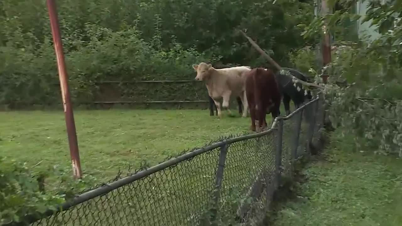 Olivia module cows on the loose