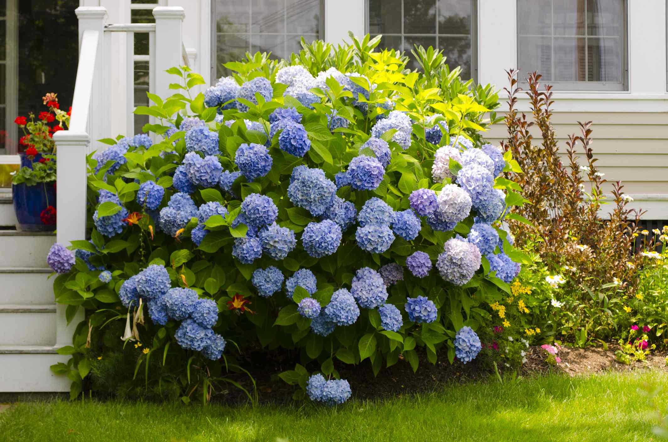 6 plants you should always mulch in fall, according to garden pros, for ...