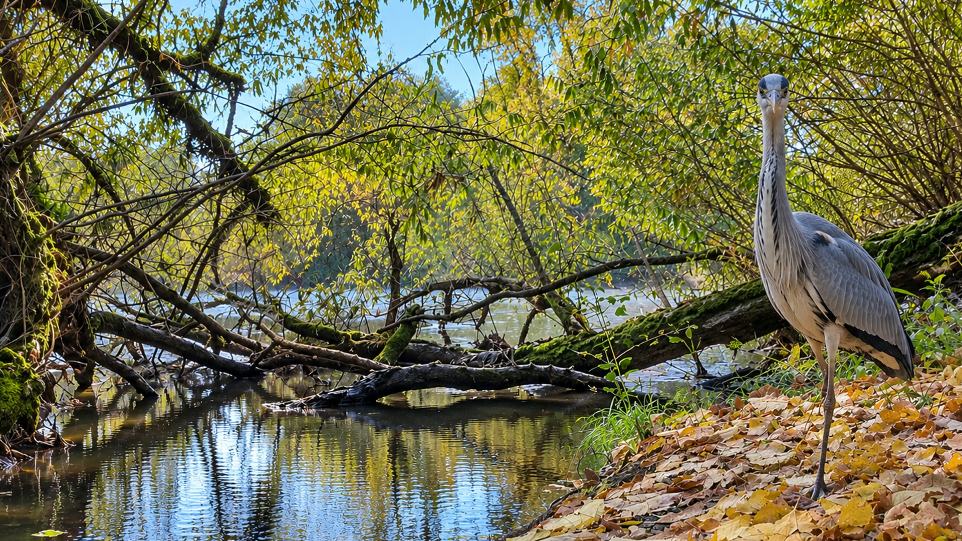Along this hidden river edge, a grey heron finally stepped into view