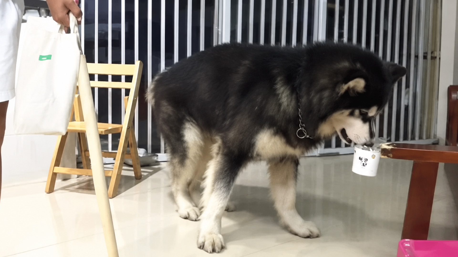 Giant fluffy dog gets curious about a tiny cup