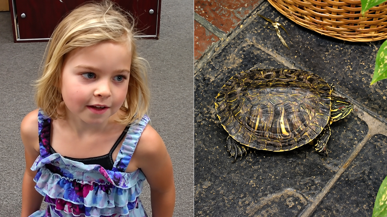 A seven-year-old helps rescue a turtle at zoo