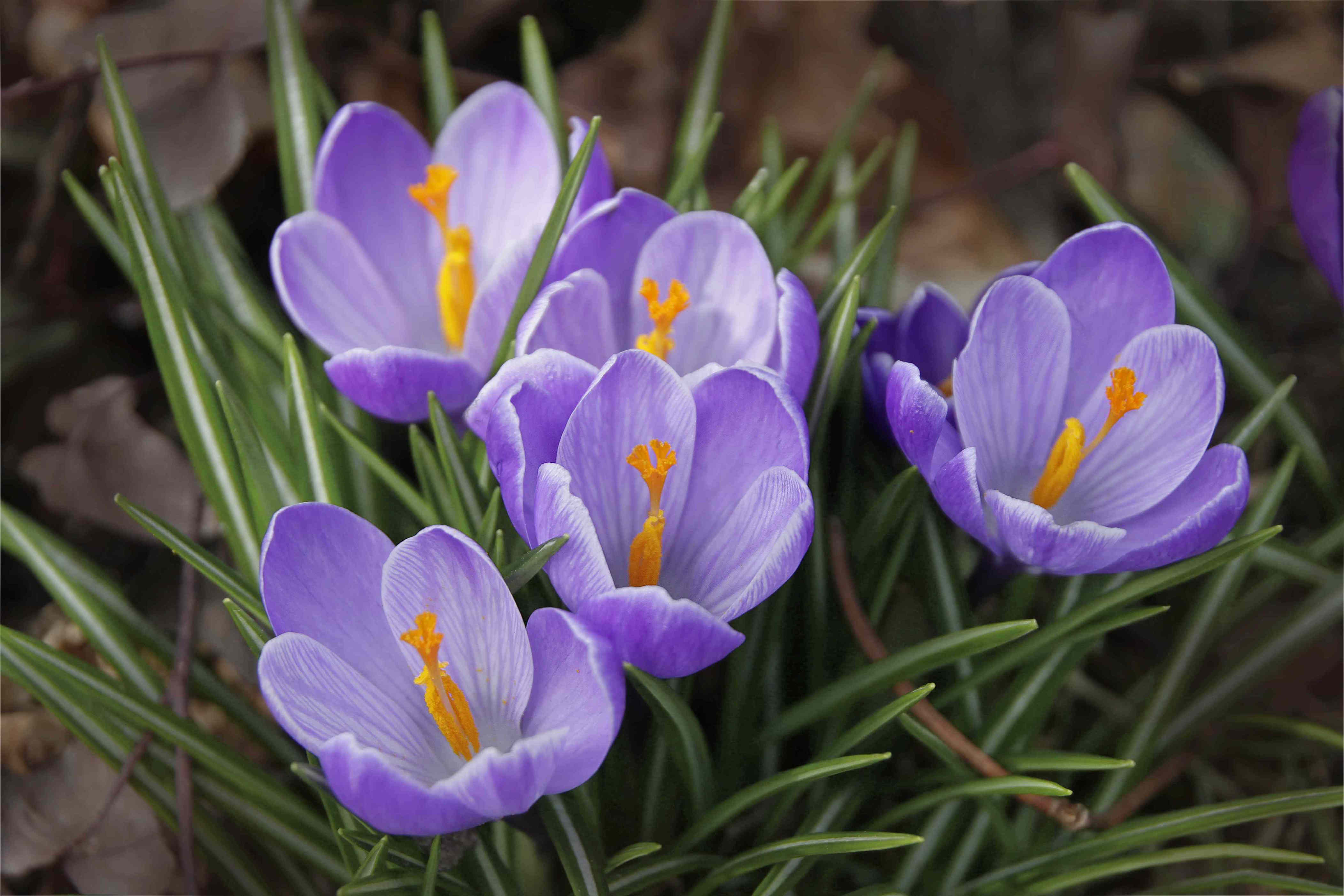 6 flowering bulbs to plant in fall for a beautiful, low-maintenance ...