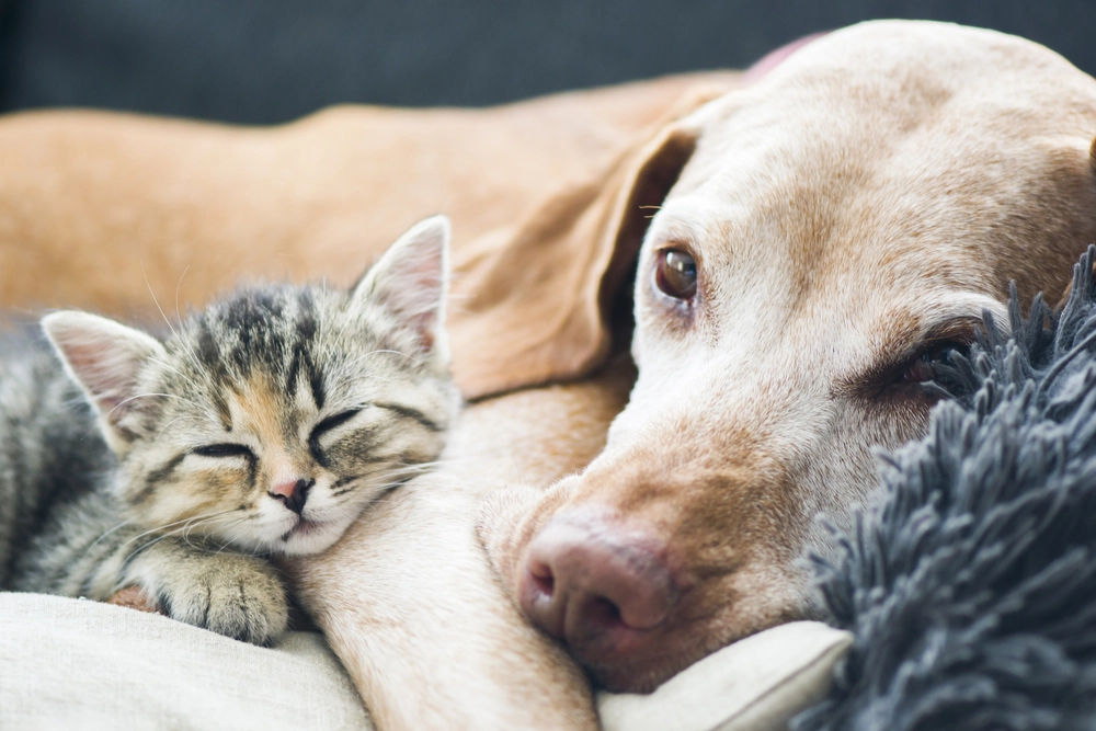 We are incredibly close to building a working pet translator