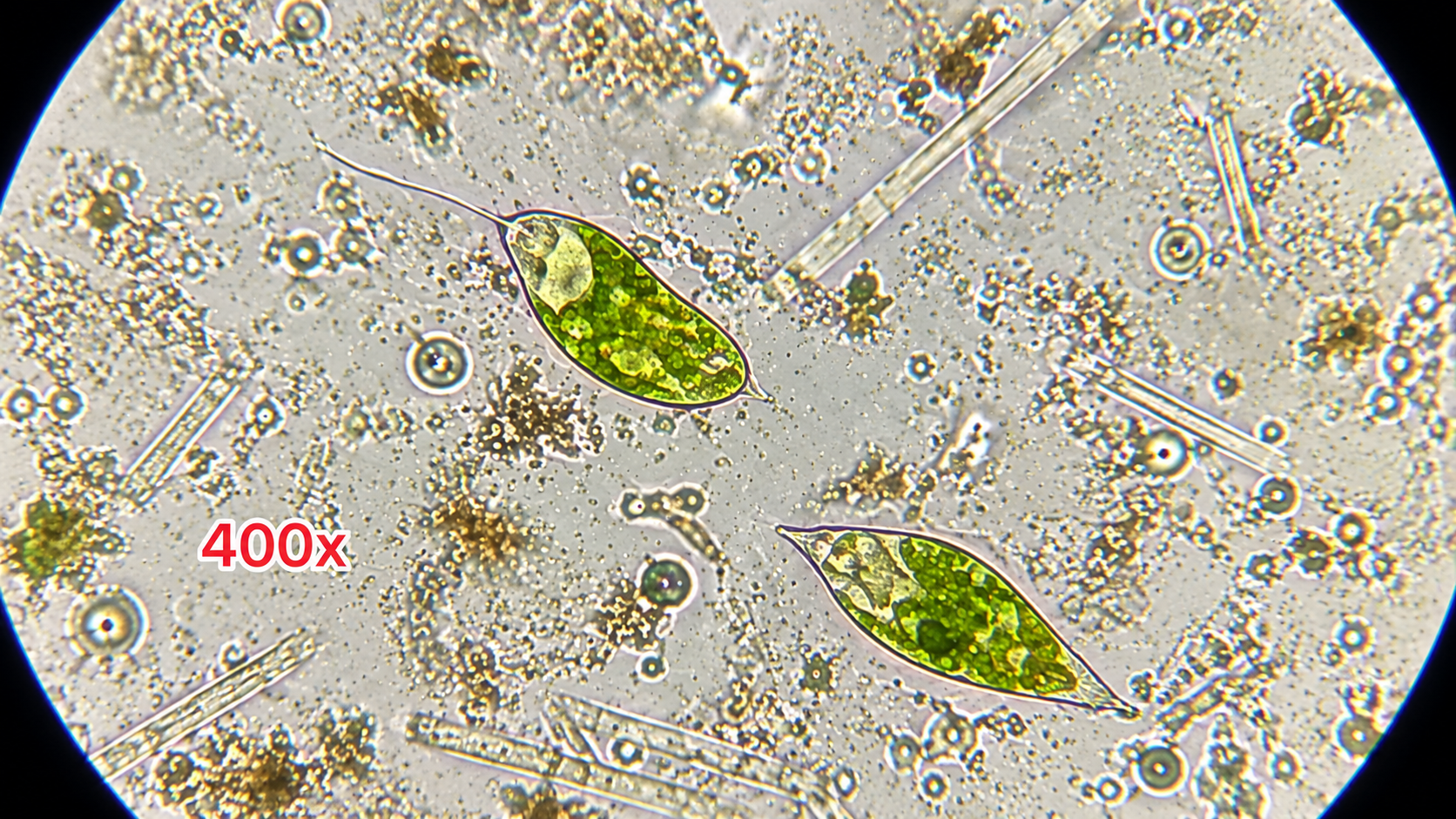 Food samples blood cells and microbes expose hidden science in everyday ...