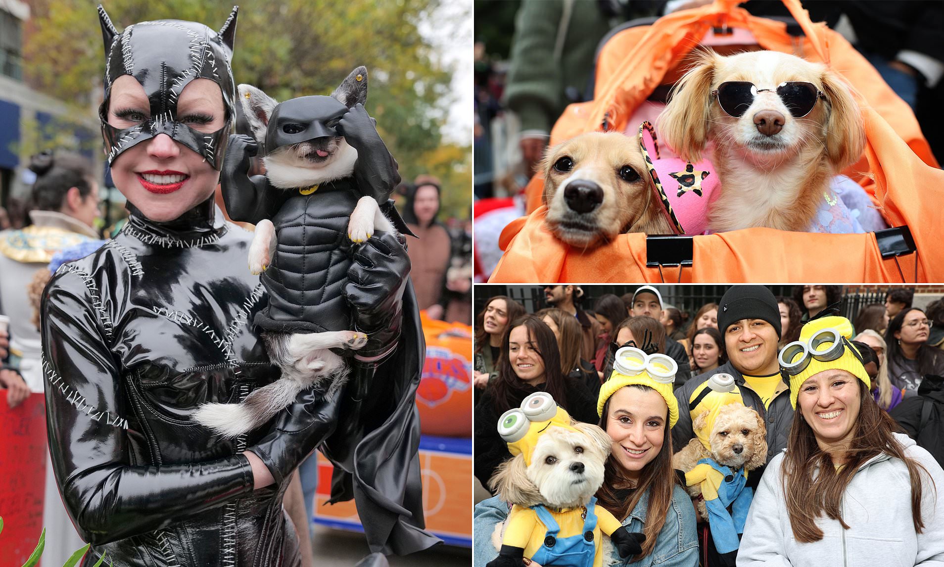 Happy howl-o-ween! Dogs don their best fancy dress for spooky street party